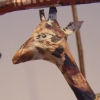Girafe détail
